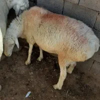 قوچ