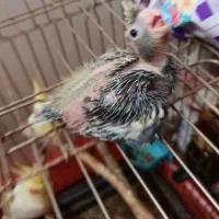 1 عدد بچ سرلاکی عروس 750تومن