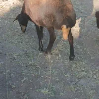 میش