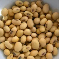 بذر سویا