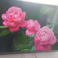 تلوزیون ۵۰ اینج