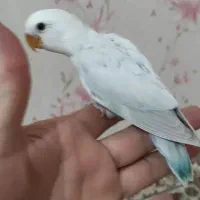 طوطی برزیلی جوجه