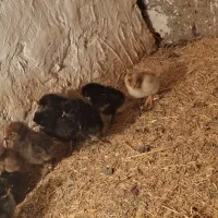 جوجه محلی کاکولی