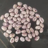 لوبیا چیتی بذری