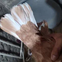 سه جفت کمری دمسفید کرمان همه عکسار گذاشتم