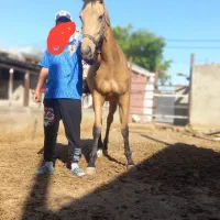 اسب|اسب و تجهیزات اسبسواری|نظرآباد, احمد آباد|دیوار