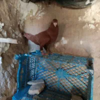 دو جف کبوتر