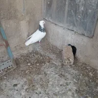 پنج کبوتر زینتی