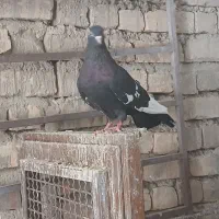 کله سرخ ماده سینه ده پر سفید ماده
