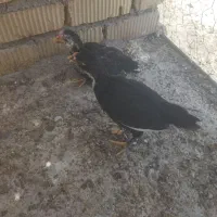 جوجه گلین