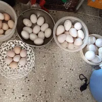 معاوضه ی انواع تخم محلی با نان خشکه