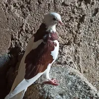 کبوتر نر