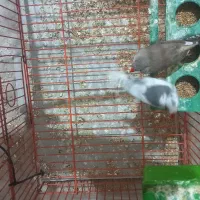 یک جفت فنچ