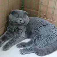 گربه اسکاتیش