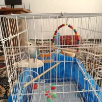 طوطی برزیلی گمشده