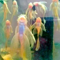 کت پوزه بوته ای یک تا ۳بند