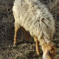 ۱گوسفند ماده ۶/۵ماهه سالم وخوش خوراک