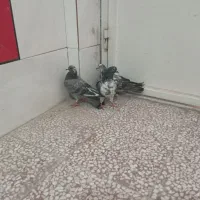 کبوتر با مفلق