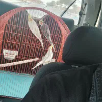 عروس هلندی