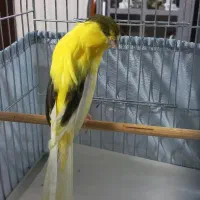 قناری رسمی بلند