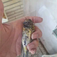 گلبسر پنج عدد