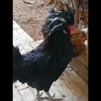 مرغ و خروس