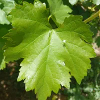 برگ رز اردکان