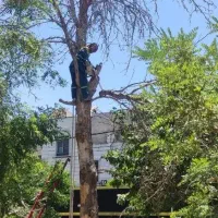 هرس درخت و درختچه ، قطع درختان خشک و کاشت جایگزین