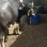 گاومیش ماده