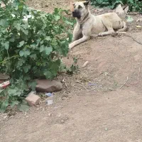 کچوک دل10ماهه آماده ارسال از بهترین نسل خراسانی