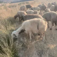 فروش،میش بلاجی بختیاری ناز