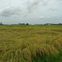 فروش زمین کشاورزی سند دار نزدیک به بافت