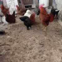 سه عدد مرغ محلی ویک عدد خروس