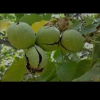 گردو درجه یک