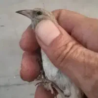 سهره دورگ