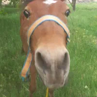 اسب|اسب و تجهیزات اسب‌سواری|ملک‌آباد, |دیوار