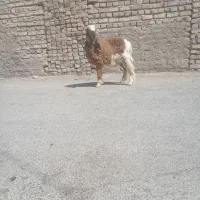 بره نرمری