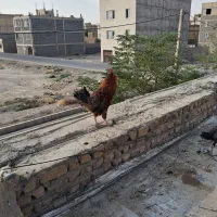 خورس محلی فروشی  هیکلی گردن کلفت
