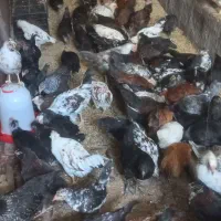 فروش ۷۵ عدد نیمچه مرغ وخروس  گلین