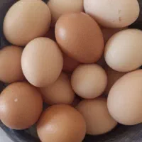 تخم مرغ محلی روستایی