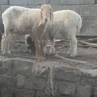 میش وبره ماده فروشی هست