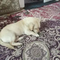 سگ پاکوتاه