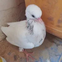 گمشده