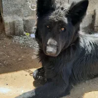 ژرمن اصل با شیب آناتومیک عالی . بلک مو بلند .