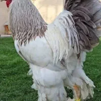 مرغ و خروس برهما رومانی اصل