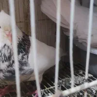طوقی هفت رنگ