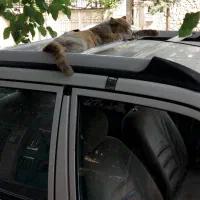 آموزش تضمینی رانندگی