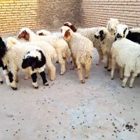 بره