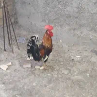 مرغ عربی
