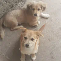 بتب|سگ|شوشتر, |دیوار